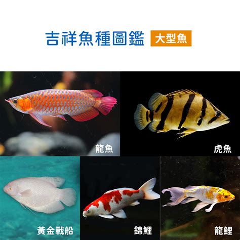 黃金戰船價格|過年系列 2. 兔年招財魚種圖鑑 過年買魚推薦名單